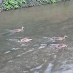 【京都散歩】鴨川で見かけた野鳥
