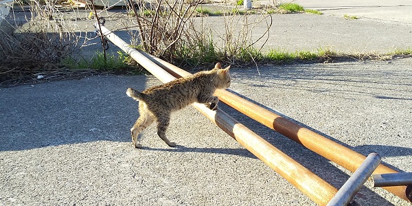 島旅 興居島にも猫がたくさんいた